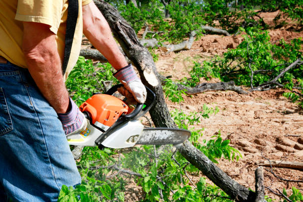 Best Seasonal Cleanup (Spring/Fall)  in Dayton, VA